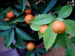 Citrus do soutěže
